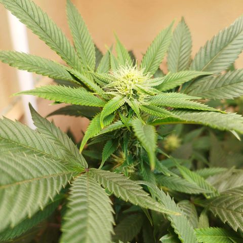 Apple pie  growlog timeline photo