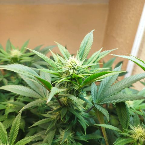 Apple pie  growlog timeline photo