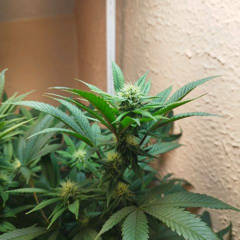 Apple pie  growlog timeline photo