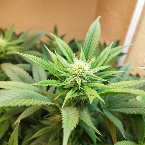 Apple pie  growlog timeline photo