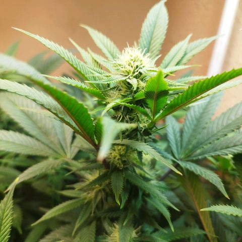 Apple pie  growlog timeline photo