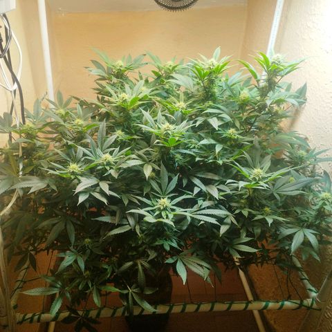 Apple pie  growlog timeline photo