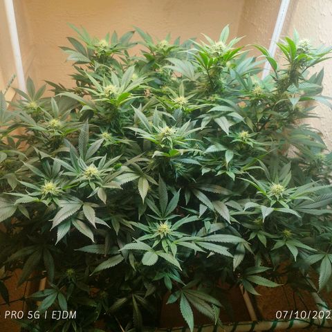 Apple pie  growlog timeline photo