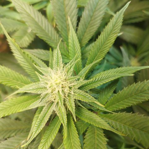 Apple pie  growlog timeline photo