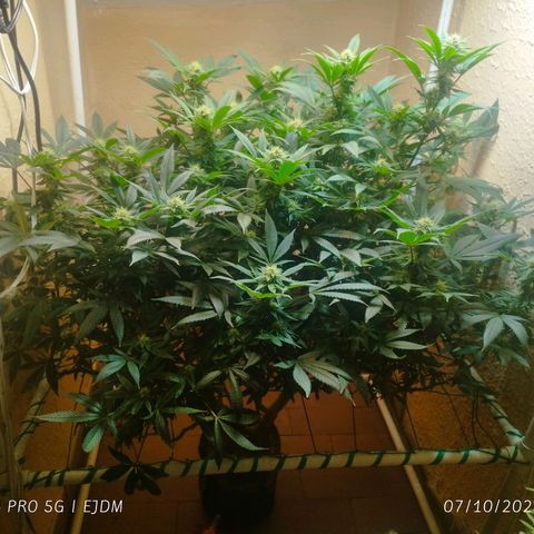Apple pie  growlog timeline photo