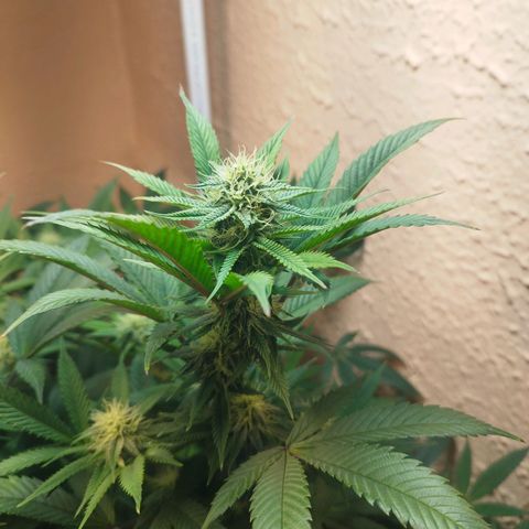 Apple pie  growlog timeline photo