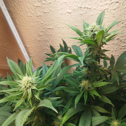 Apple pie  growlog timeline photo