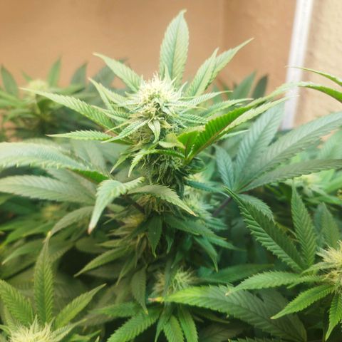 Apple pie  growlog timeline photo