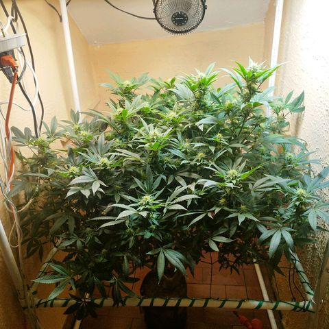 Apple pie  growlog timeline photo