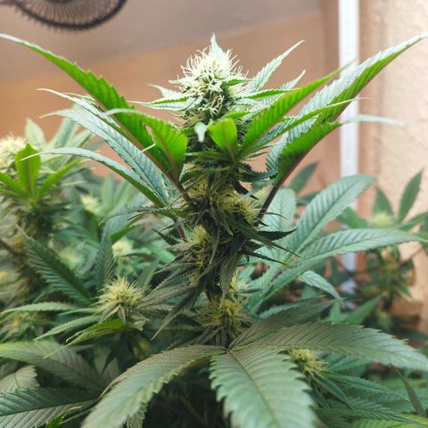 Apple pie  growlog timeline photo