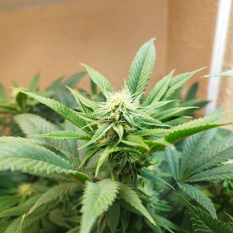 Apple pie  growlog timeline photo