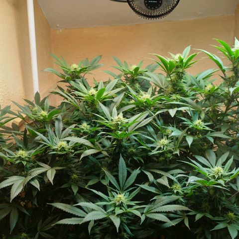 Apple pie  growlog timeline photo
