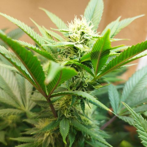 Apple pie  growlog timeline photo