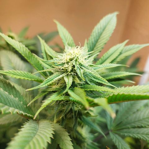 Apple pie  growlog timeline photo