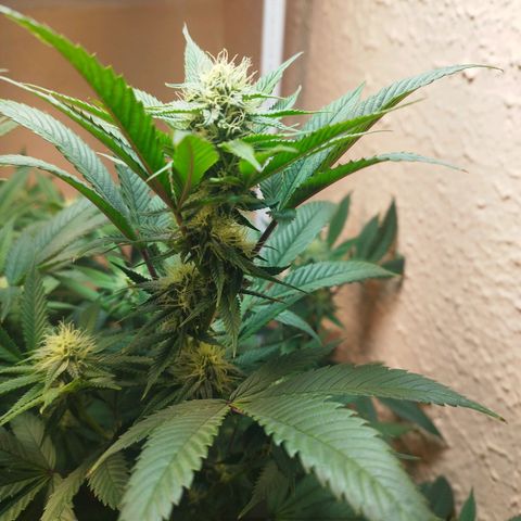 Apple pie  growlog timeline photo