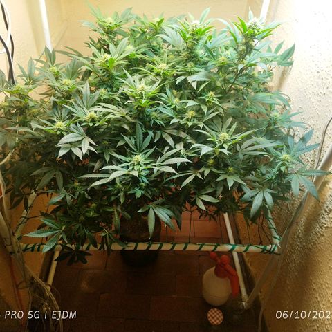 Apple pie  growlog timeline photo