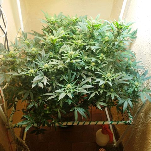Apple pie  growlog timeline photo