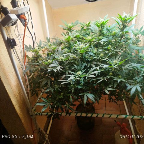 Apple pie  growlog timeline photo