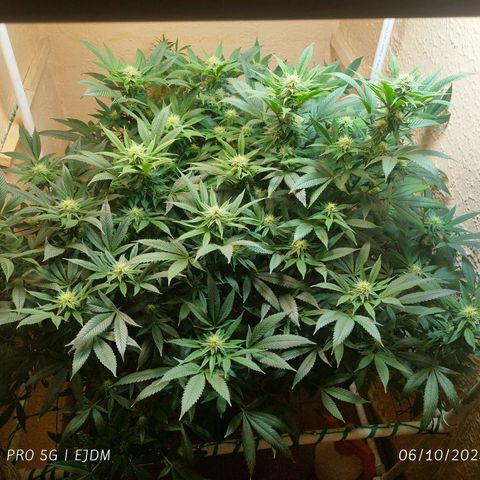 Apple pie  growlog timeline photo