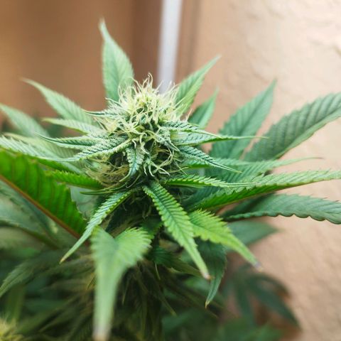 Apple pie  growlog timeline photo