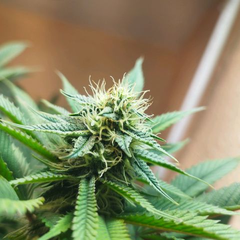 Apple pie  growlog timeline photo