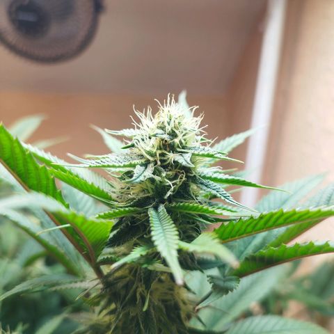 Apple pie  growlog timeline photo