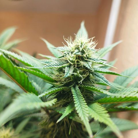 Apple pie  growlog timeline photo