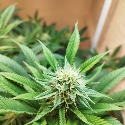Apple pie  growlog timeline photo