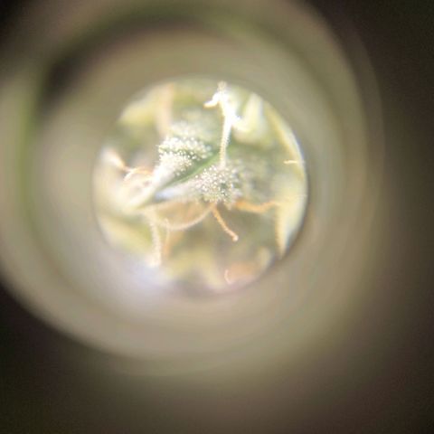 Apple pie  growlog timeline photo