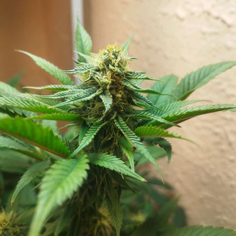 Apple pie  growlog timeline photo