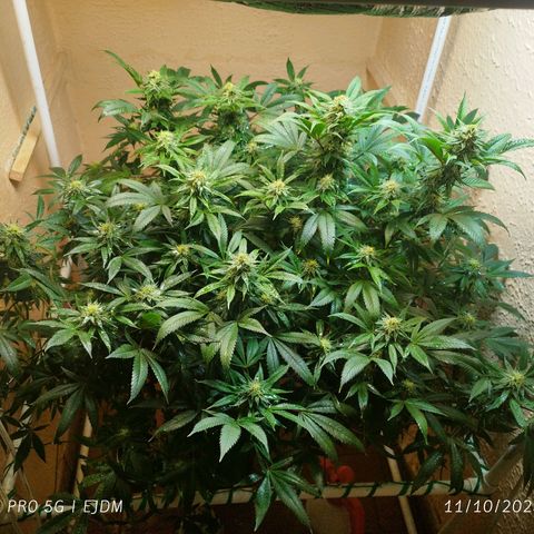 Apple pie  growlog timeline photo