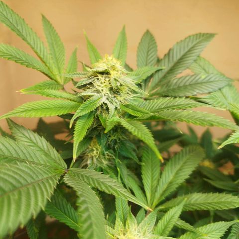 Apple pie  growlog timeline photo
