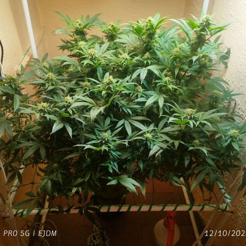 Apple pie  growlog timeline photo