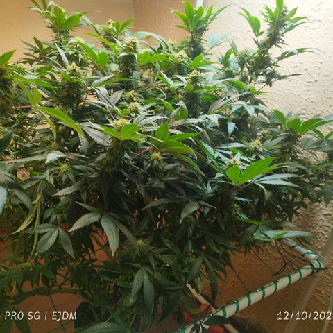 Apple pie  growlog timeline photo