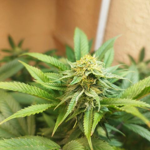 Apple pie  growlog timeline photo