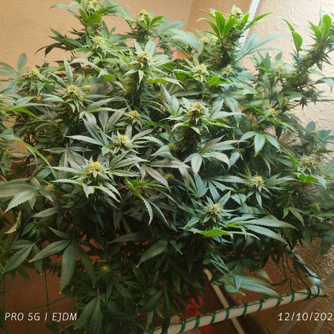 Apple pie  growlog timeline photo
