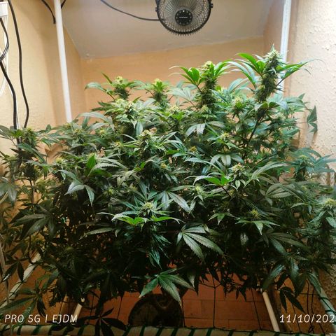 Apple pie  growlog timeline photo