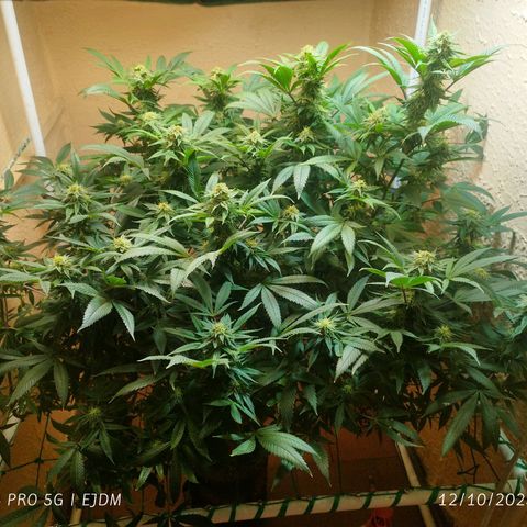 Apple pie  growlog timeline photo