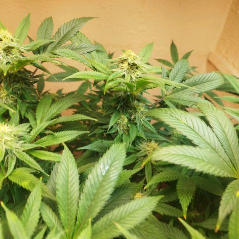 Apple pie  growlog timeline photo