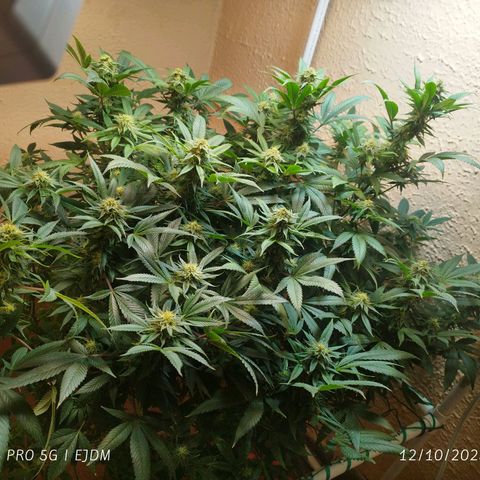 Apple pie  growlog timeline photo