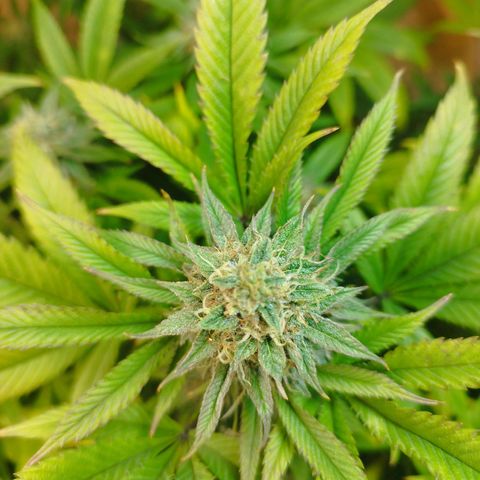 Apple pie  growlog timeline photo