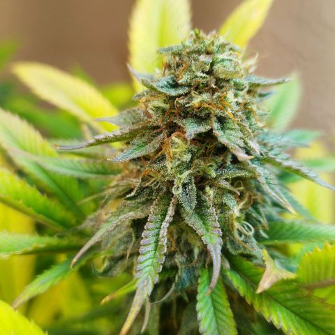 Apple pie  growlog timeline photo
