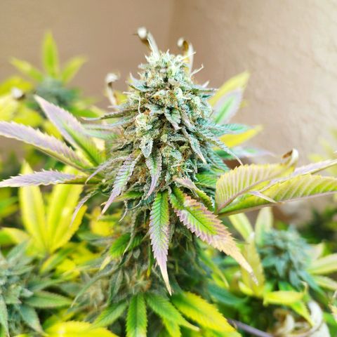 Apple pie  growlog timeline photo