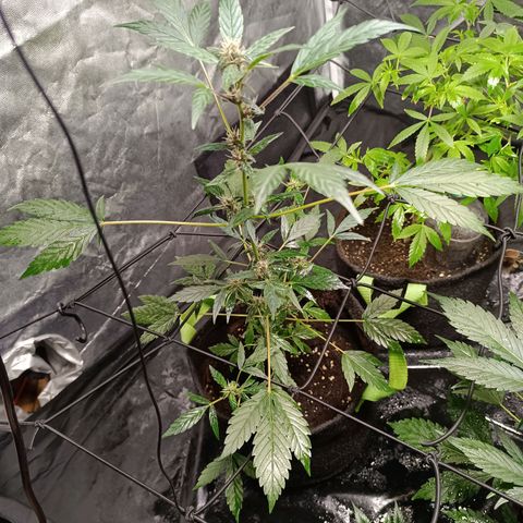 Apple pie #1 growlog timeline photo