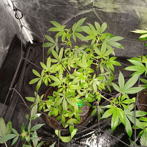 Apple pie #1 growlog timeline photo