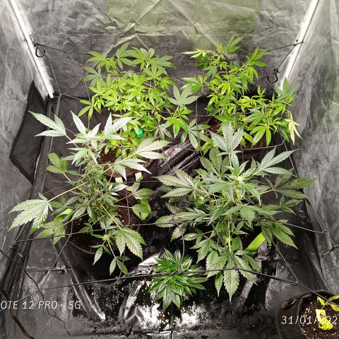 Apple pie #1 growlog timeline photo