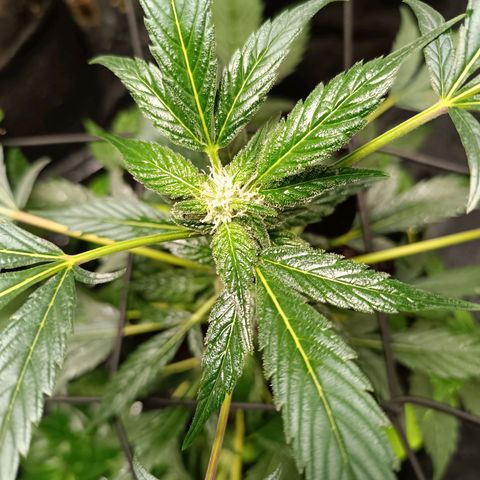 Apple pie #1 growlog timeline photo