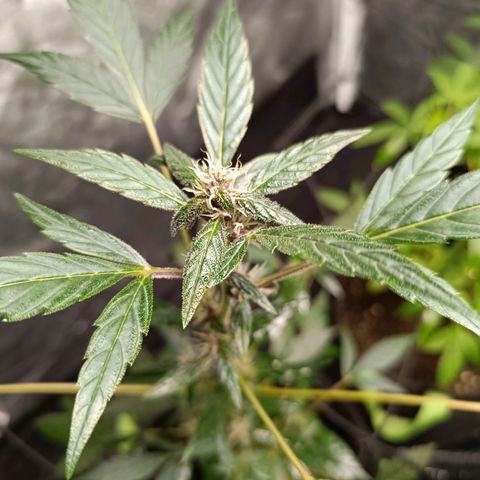Apple pie #1 growlog timeline photo