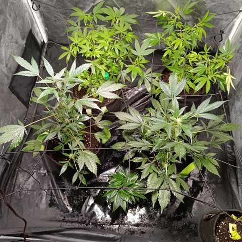 Apple pie #1 growlog timeline photo