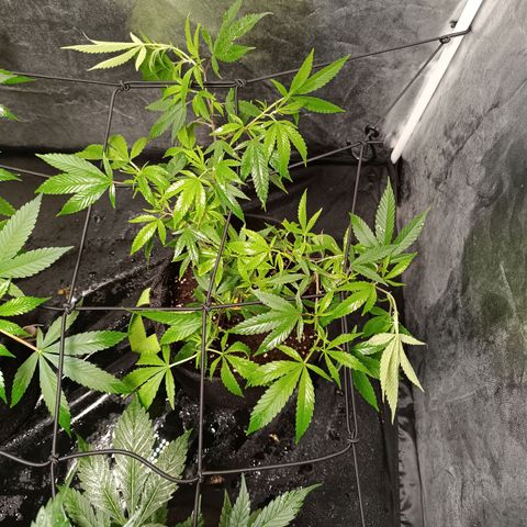 Apple pie #1 growlog timeline photo